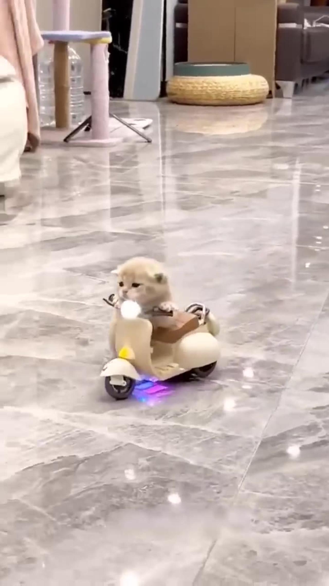 Cute and funny animals one news page video
