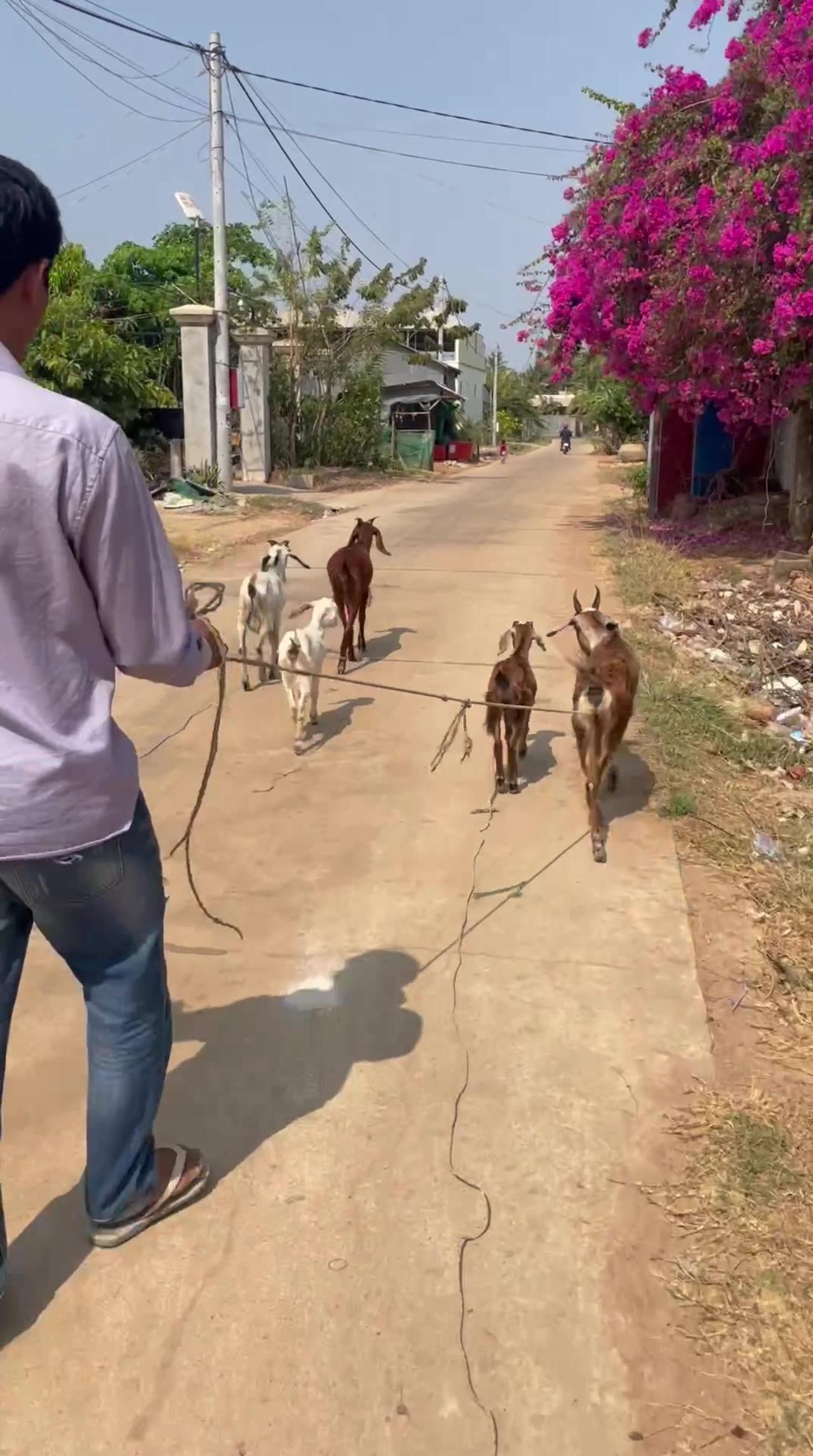 The owner take goat to finding food