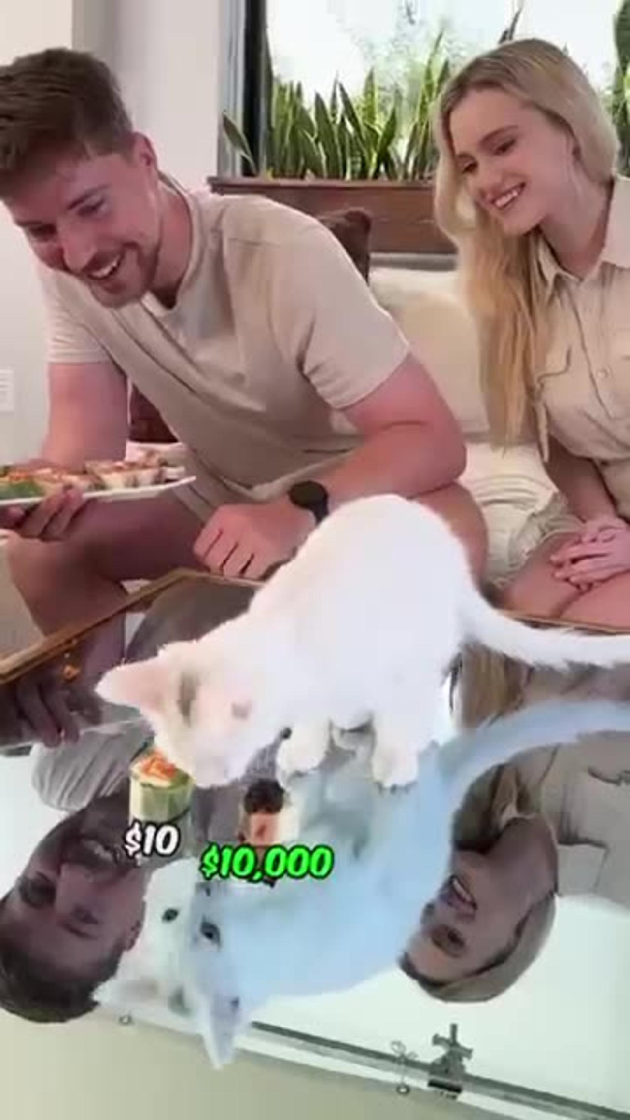 Feeding a cat 10$ vs 10000$ Sushi