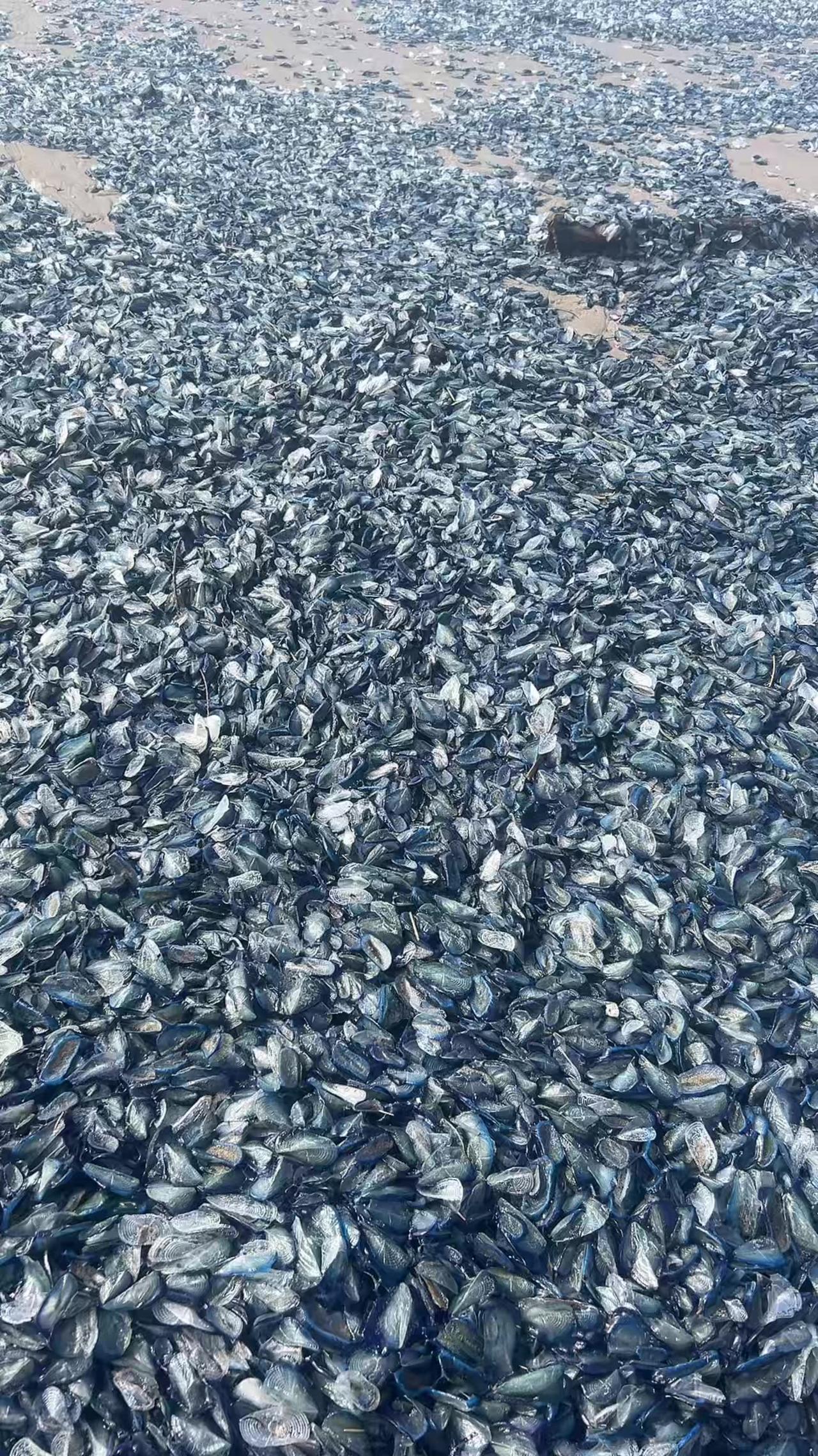 Millions of Small Blue Creatures Wash Up On Oregon Coast
