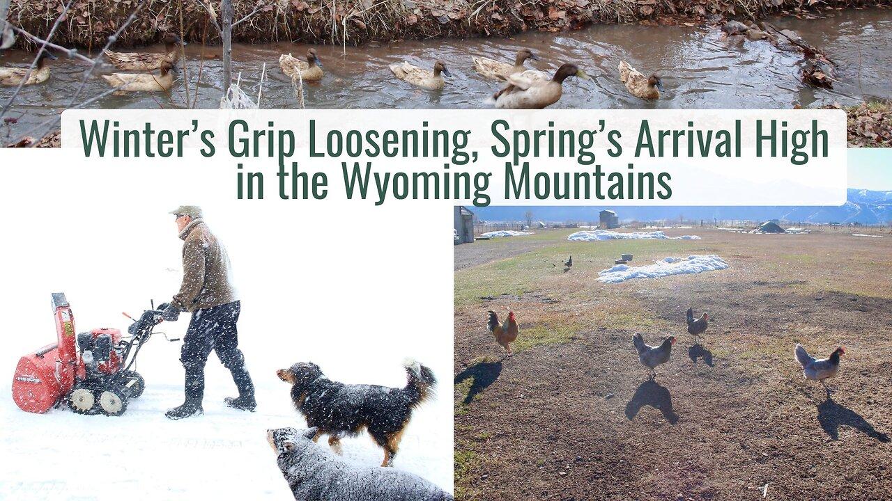 Winter's Grip Loosening, Spring's Arrival High in the Wyoming Mountains - New Babies, Green Sprouts