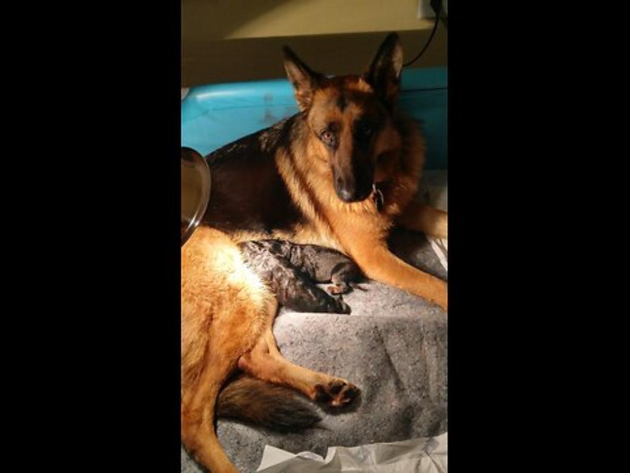 1 day old German Shepherd puppies Jules is a great mama