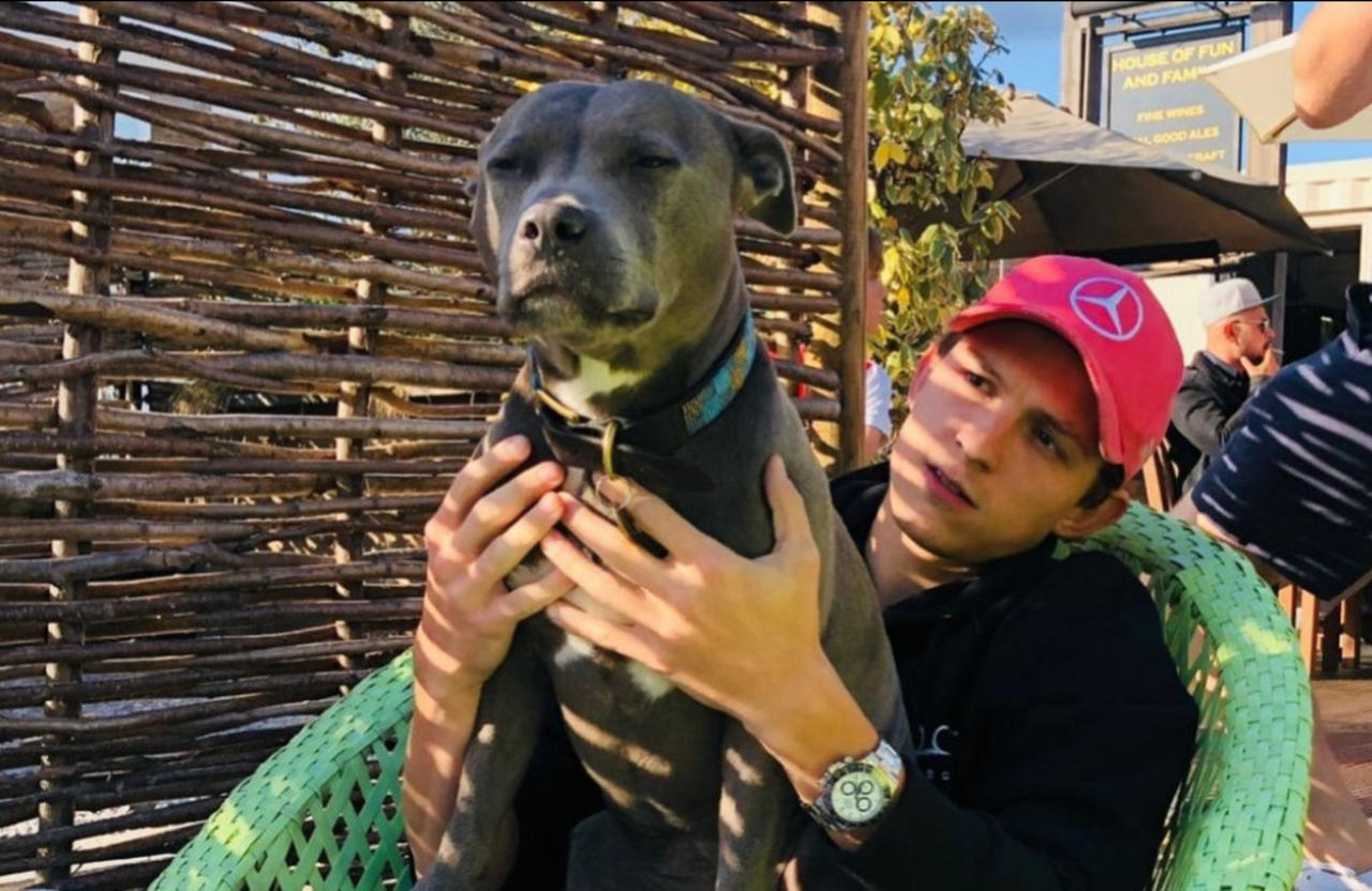 'Missing my lady': Tom Holland mourning the death of dog Tessa
