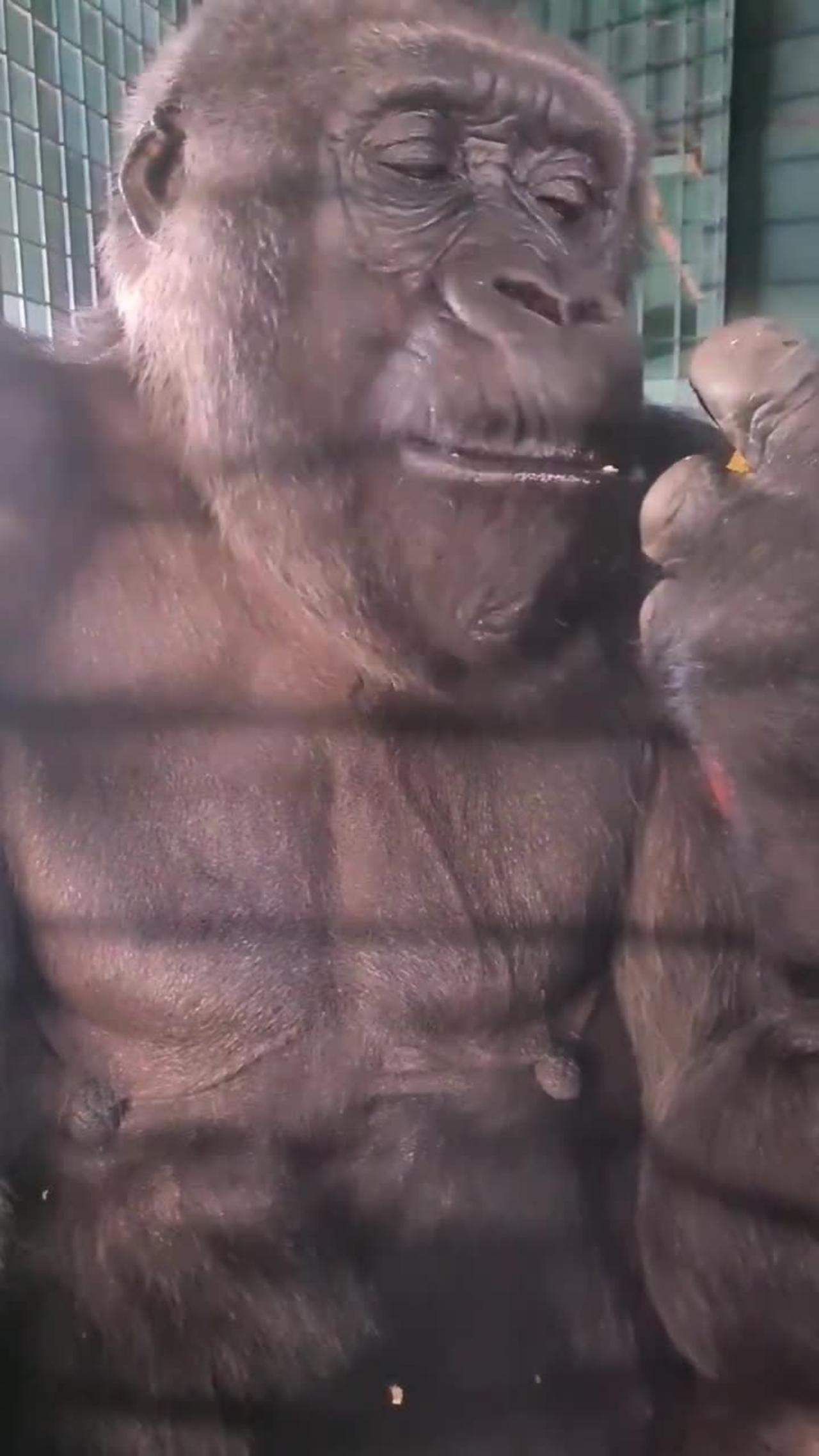 Gorilla eating, extra crunchy! #gorilla #eating #asmr #satisfying