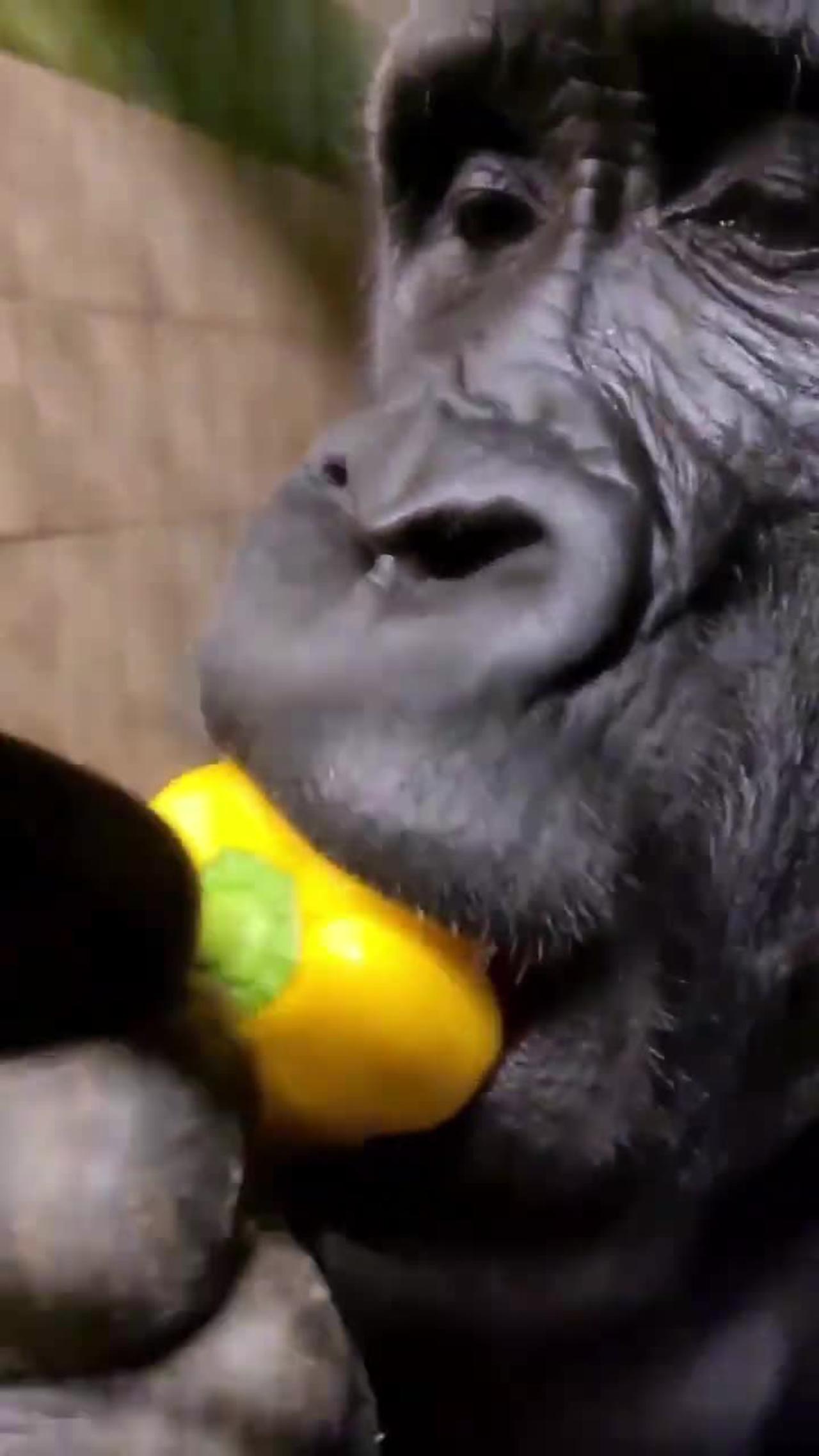 Gorilla eating up close! #gorilla #eating #asmr #satisfying