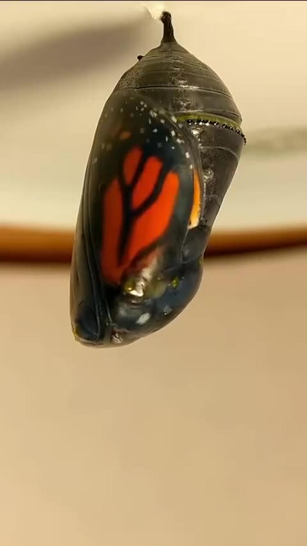 Time Lapse To Butterfly
