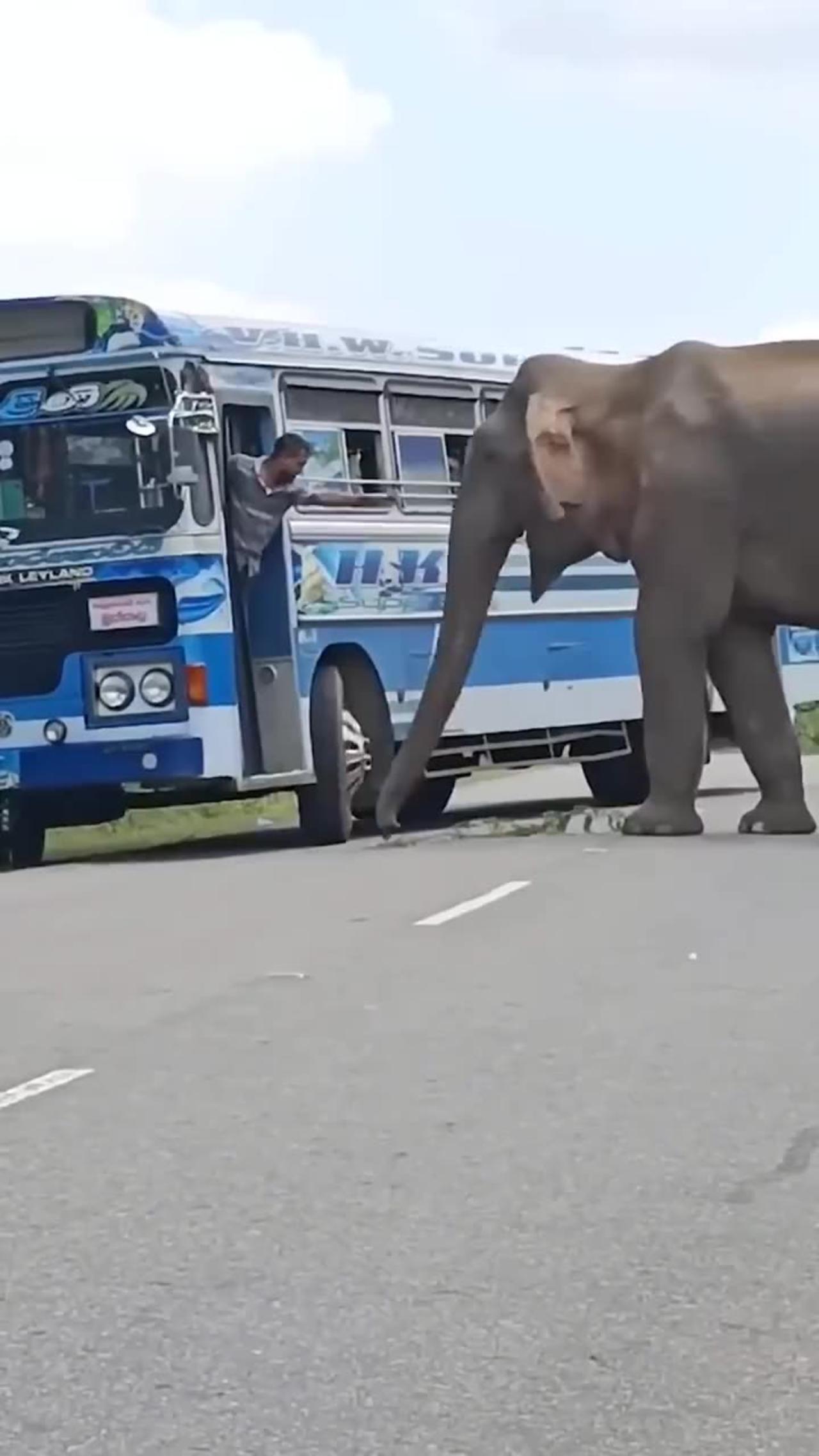 Elephant Toll