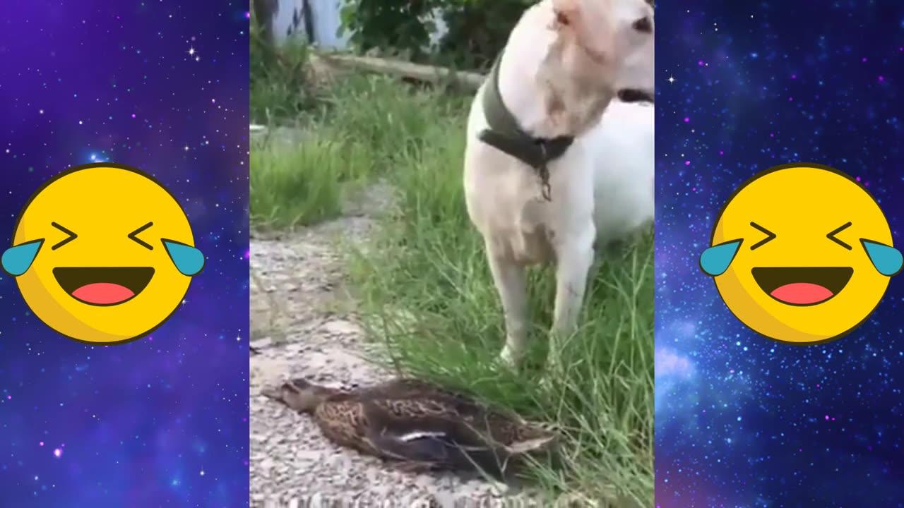 Funny animal Video