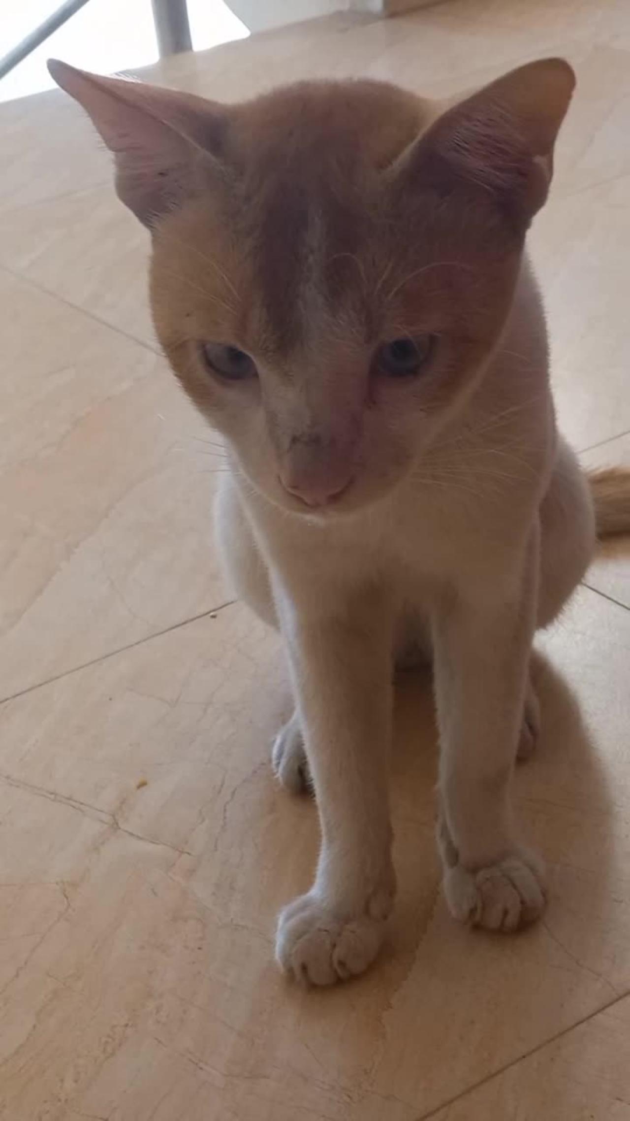 Cute white cat reaction video