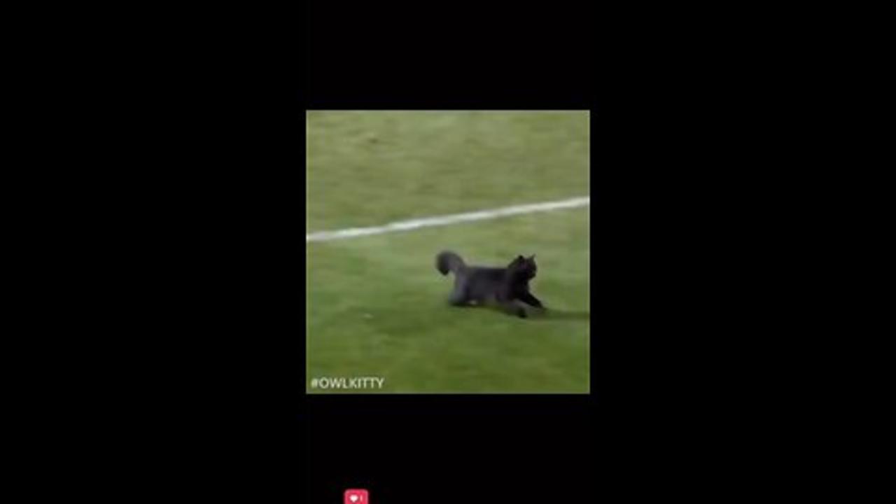 BLACK CAT IN A ROW AND DONE A GOOD GOAL 😁😁