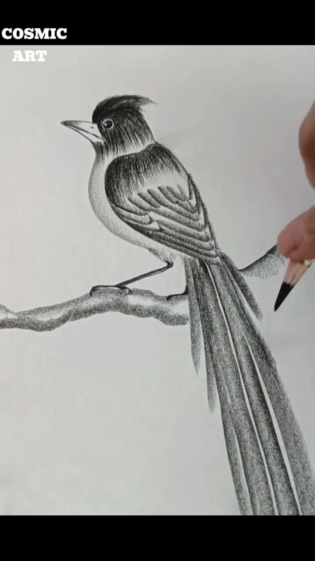 How to art a beautiful bird.