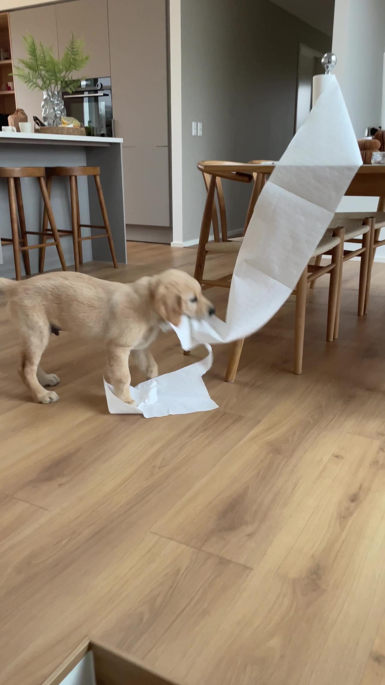 Golden Retriever Puppy Takes Off With Paper Towel Roll