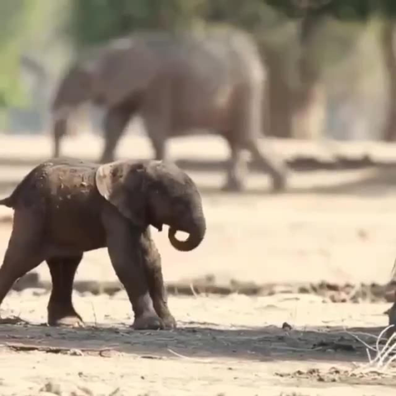 Baby Elephant’s First Steps