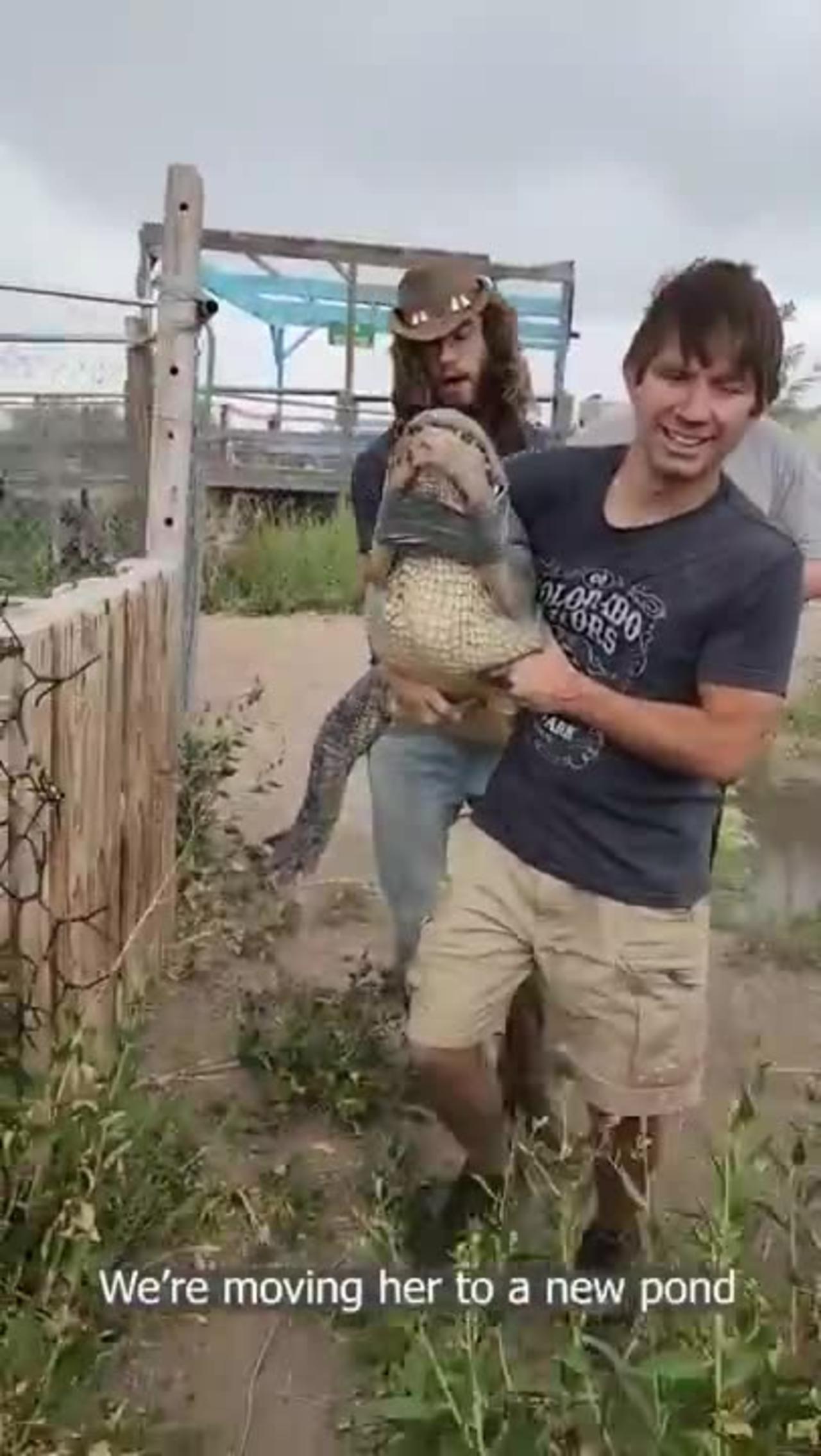 Catching Alligator! #shorts #alligators