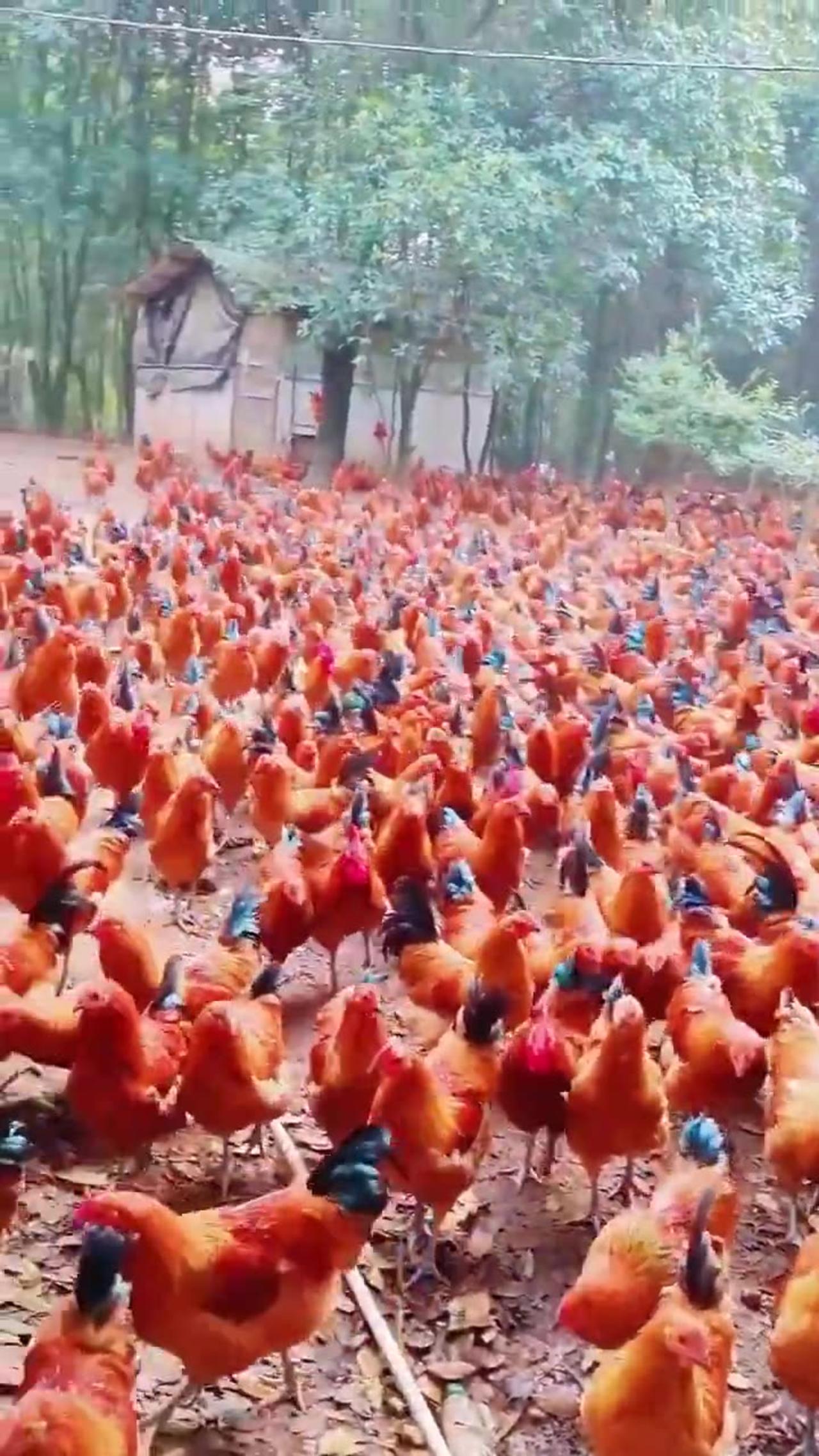 Forest side chicken farming - #viral #forest #chicken #farming