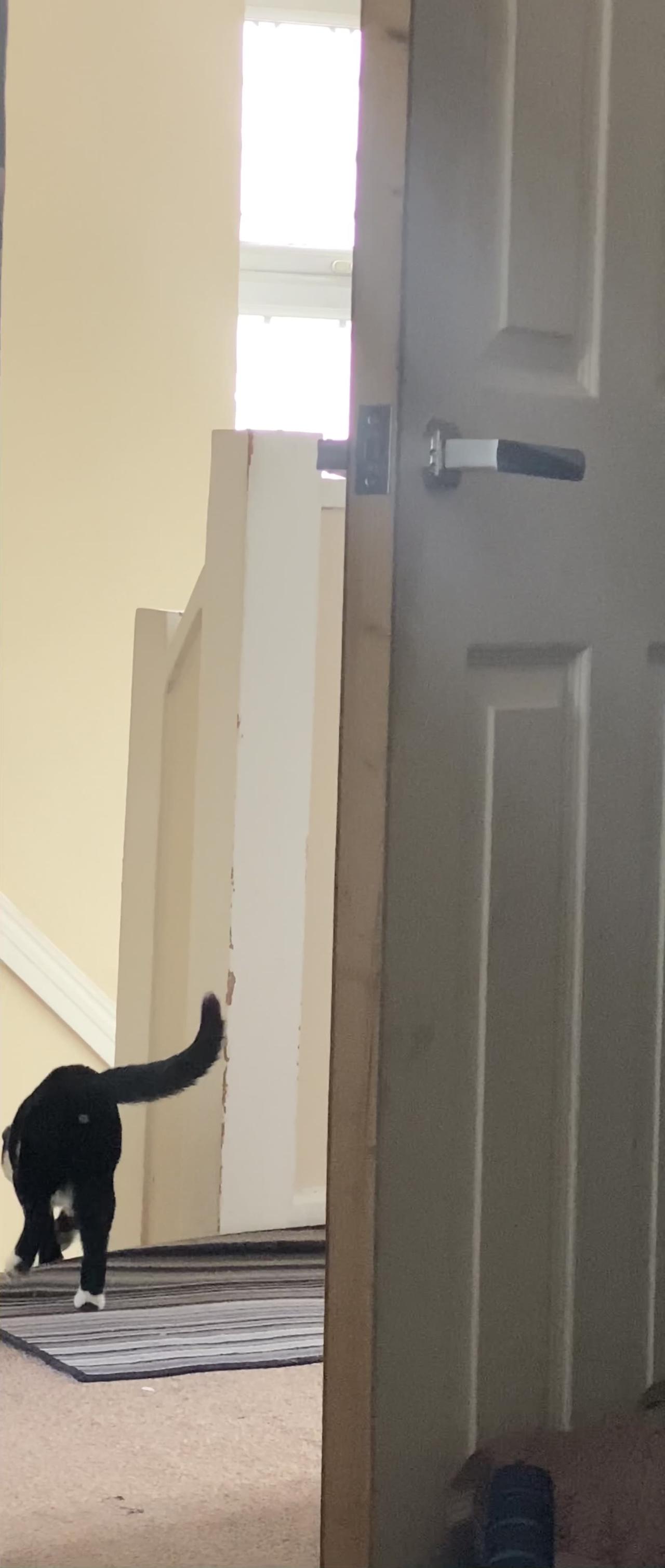 Crazy one eared cat learns how to open doors