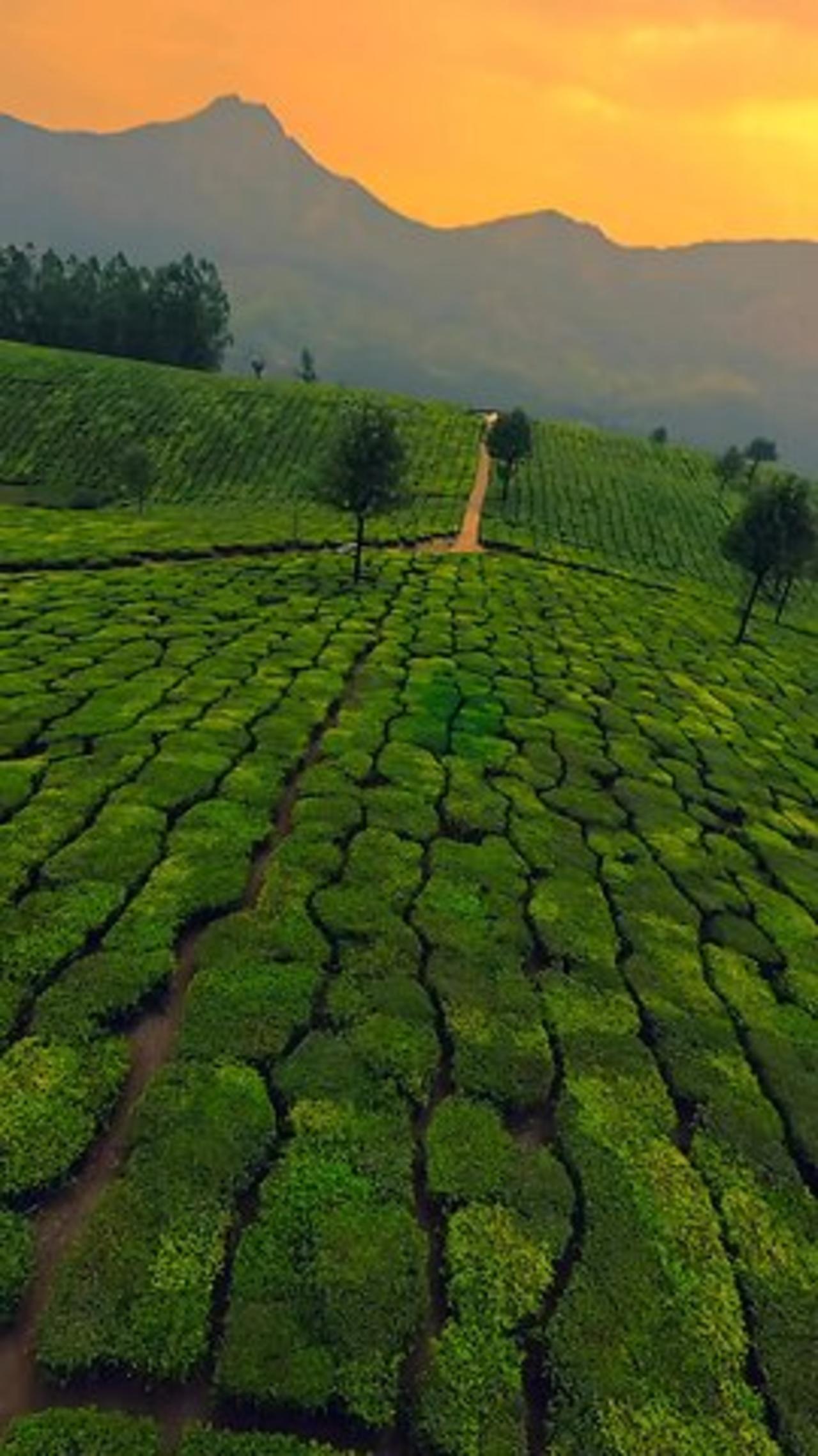 Exploring Munnar from a whole new perspective