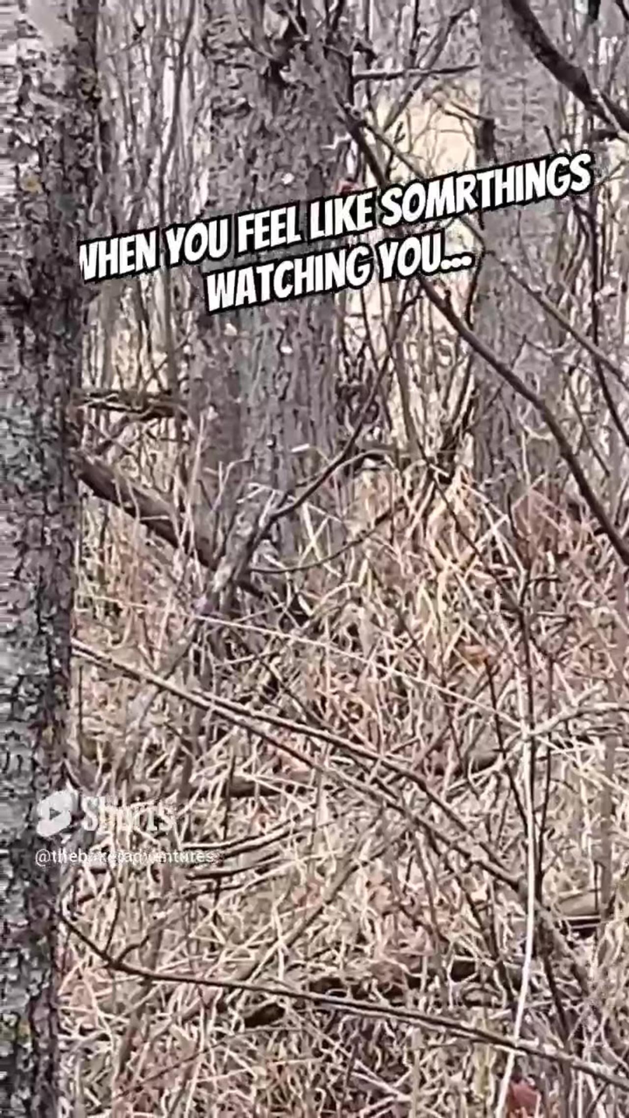 Somethings Watching You!! #outdoors #wildlife #shorts
