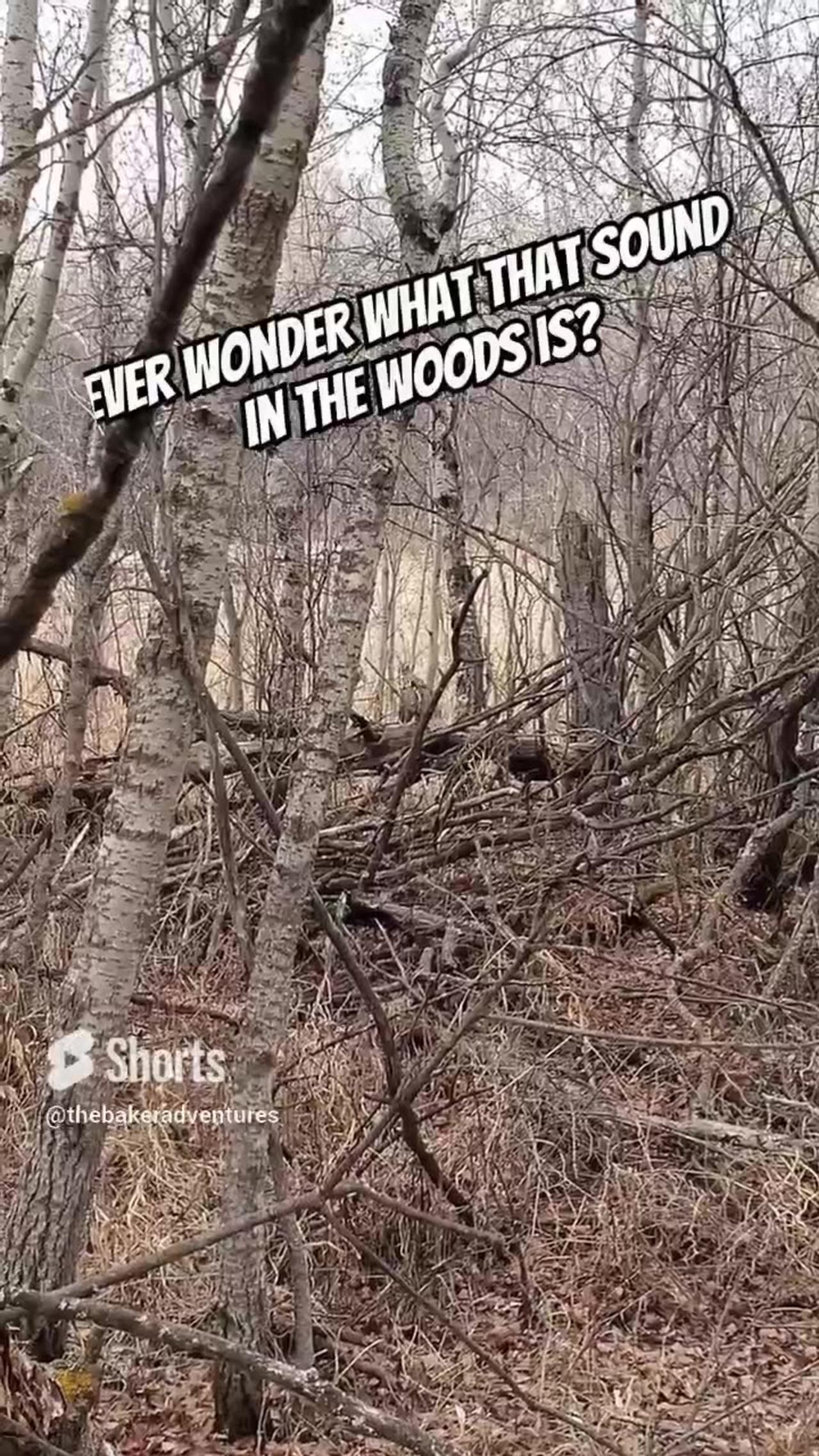 What's That Sound In The Woods?? #outdoors #woods #shorts #thebakeradventures