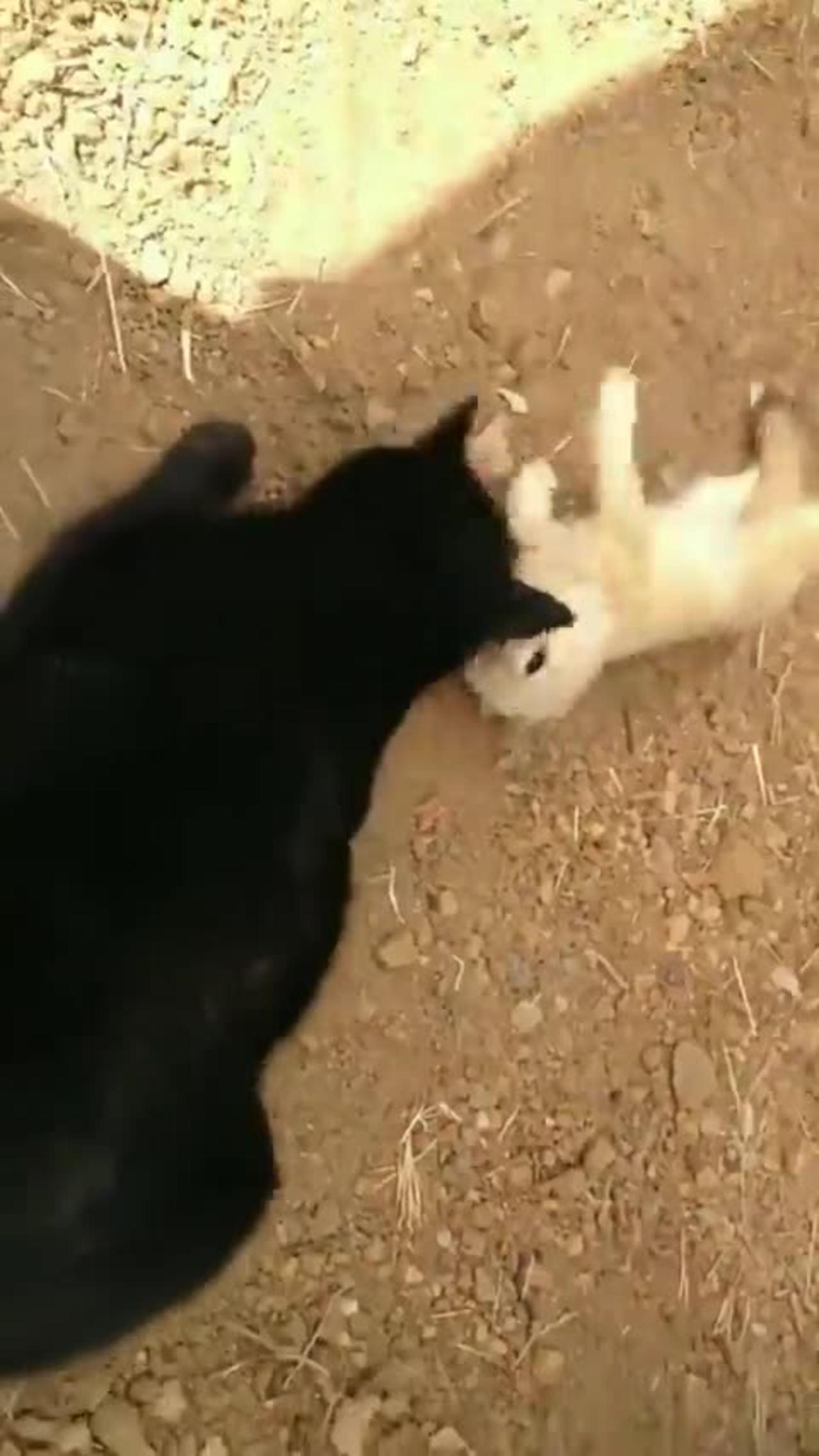 The Desert Fox was delighted to meet the cat
