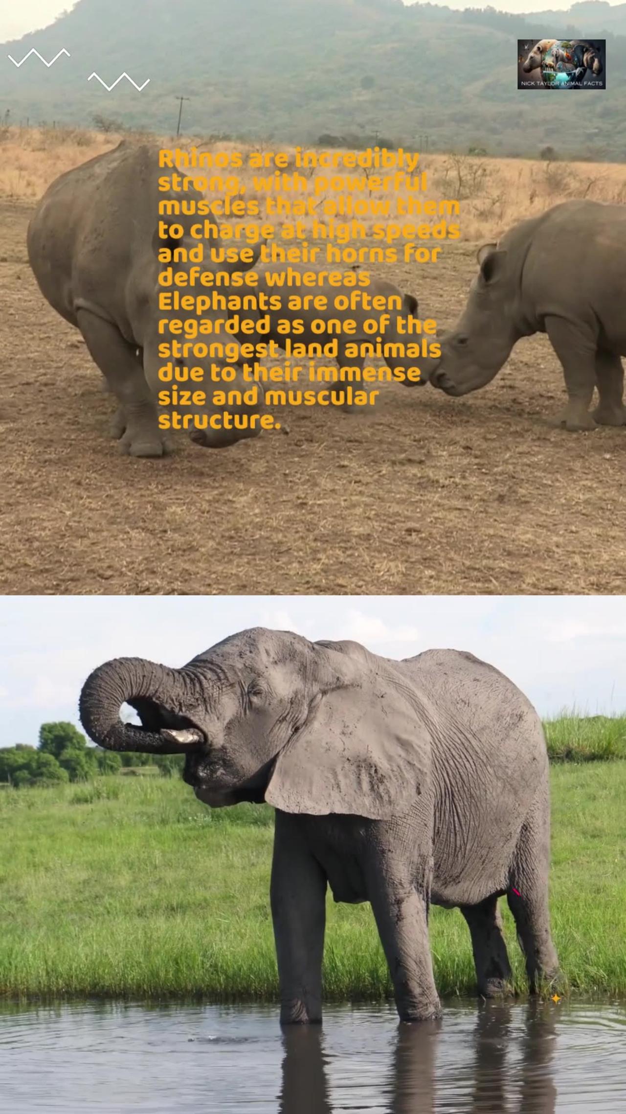 Rhino VS Elephant The Clash of Giants
