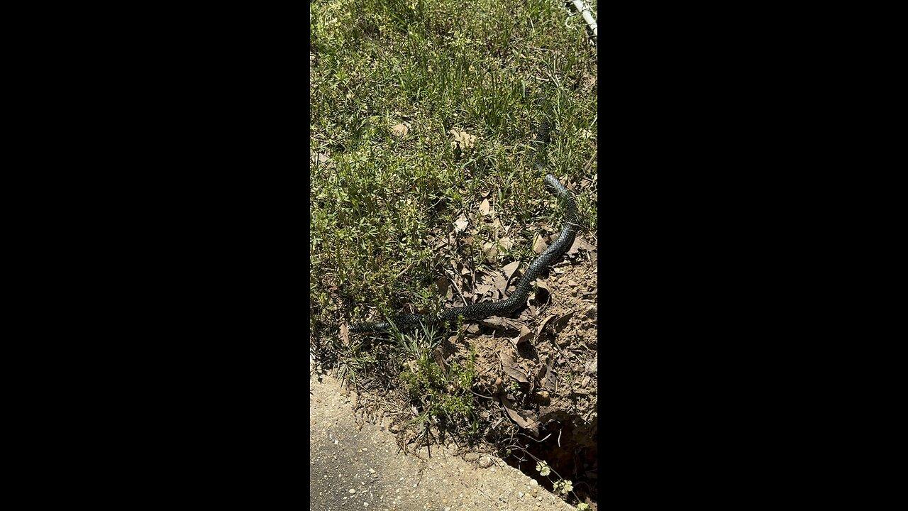 It’s Snake Season! I’m guessing this is a specked king snake?