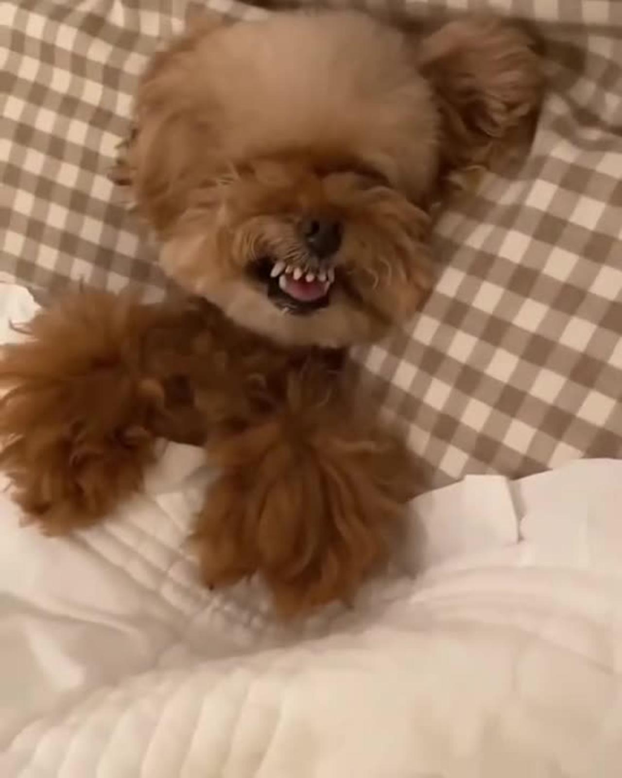 Cute and Funny Baby Doggie