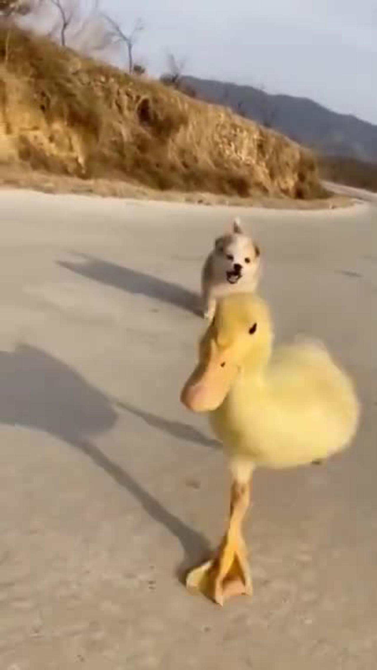 Puppy and Baby Chicken's funny race