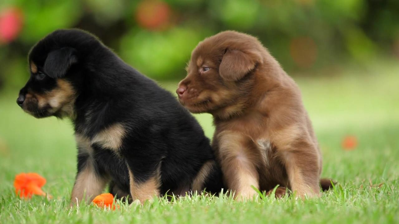 How about "Pawsome Play: Two Beautiful Puppies in Action"?