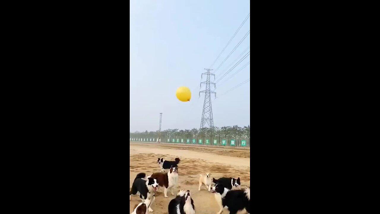 cute dogs playing football
