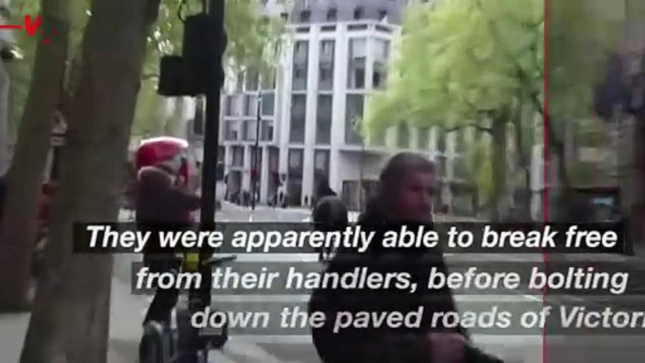 Horses Rampage Through London Streets Causing Multiple Injuries and Property Damage