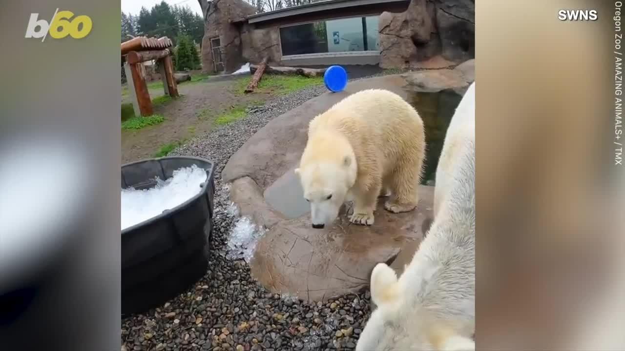 Playing in the Snow is What These Amazing Polar Bears Do Best
