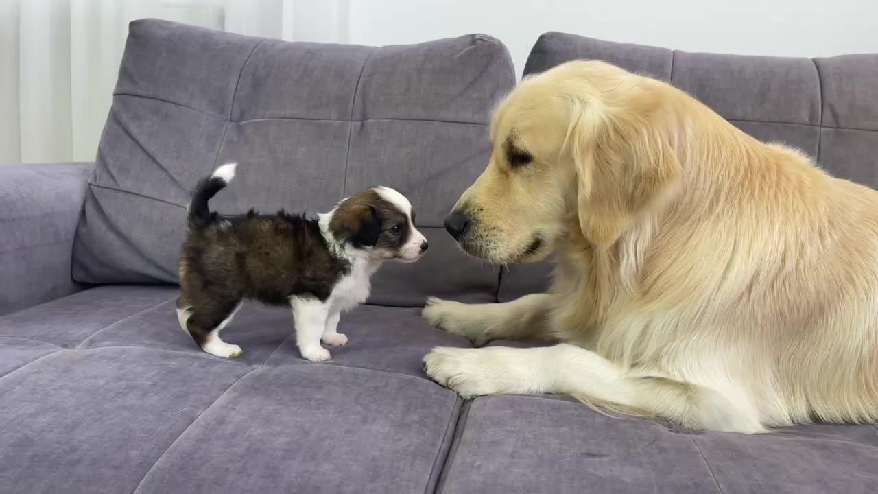 Golden Retriever Meets Tiny Puppy for the First Time