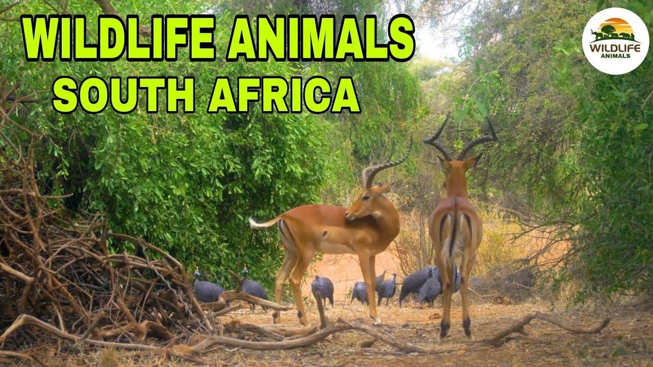 🌐 Wildlife animals Planet South African. National Geographic Discovery Channel videos