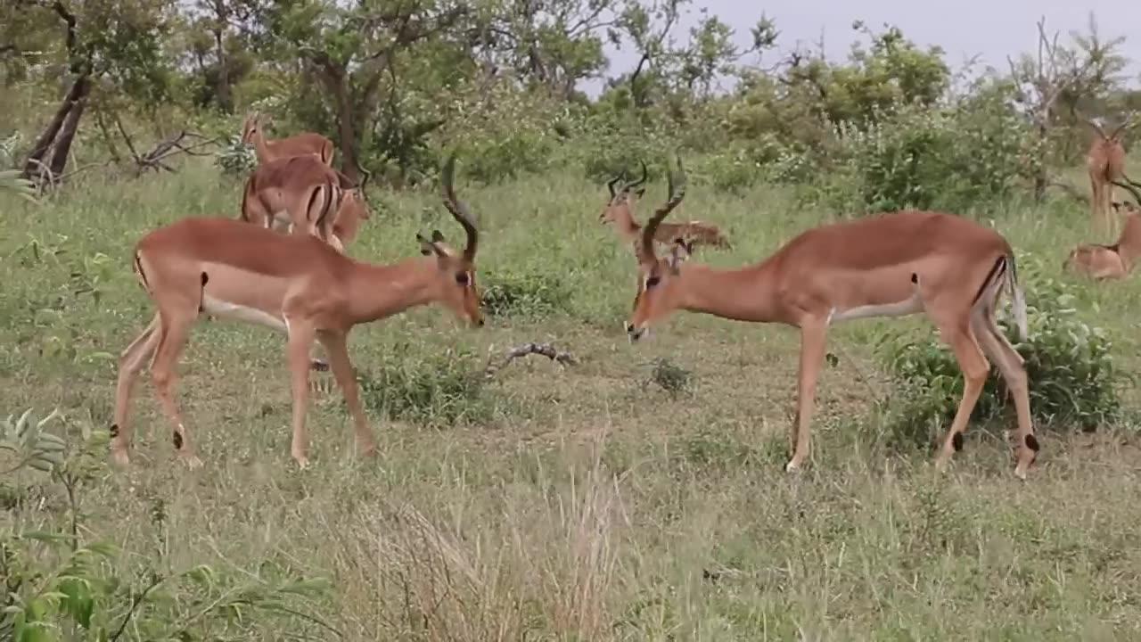 Impala Rams Fighting Animal Videos.