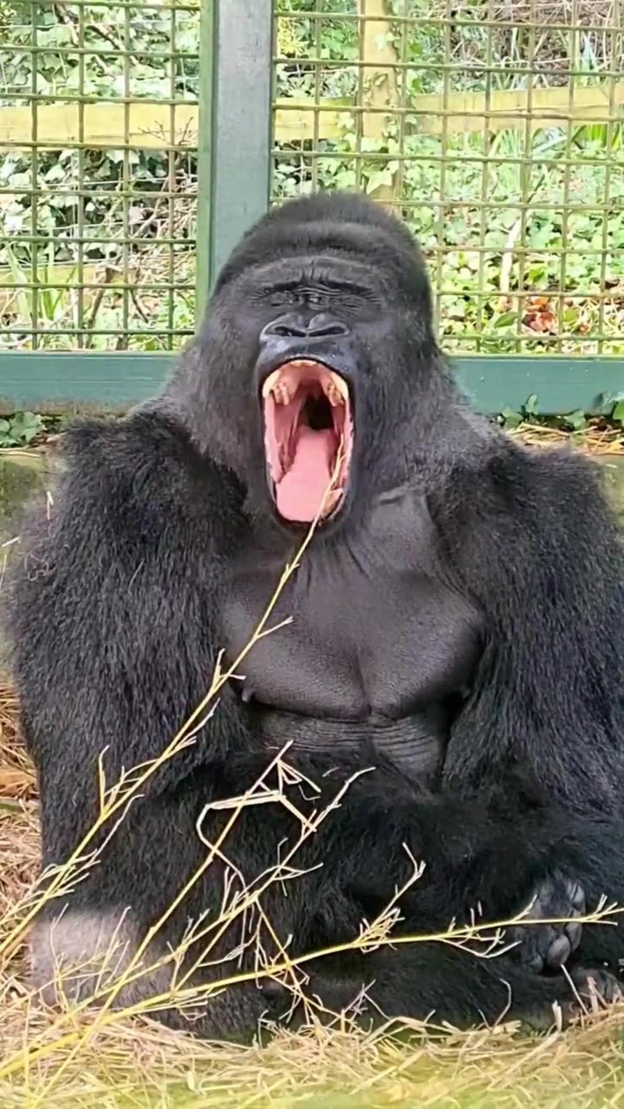 I bet you can't get through this video without yawning! #silverback #gorilla #yawnchallenge