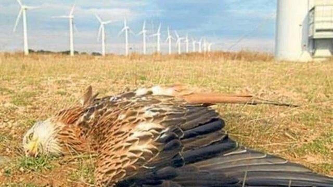 700K Birds Killed By Wind Turbines Per Year, If This Bird Was Covered In OIL You'd See All On The TV