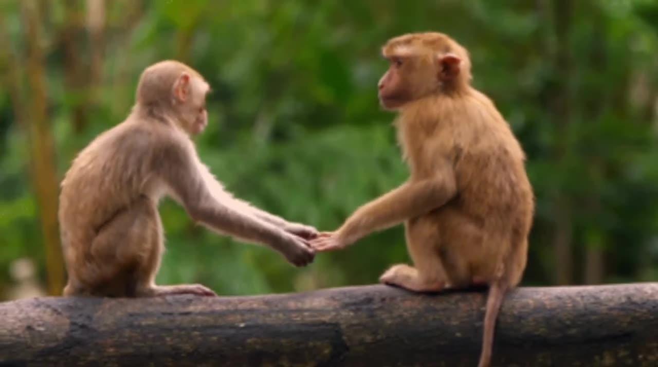 Funniest Monkey-cute and funny monkey video (copyright free) FULL HD.