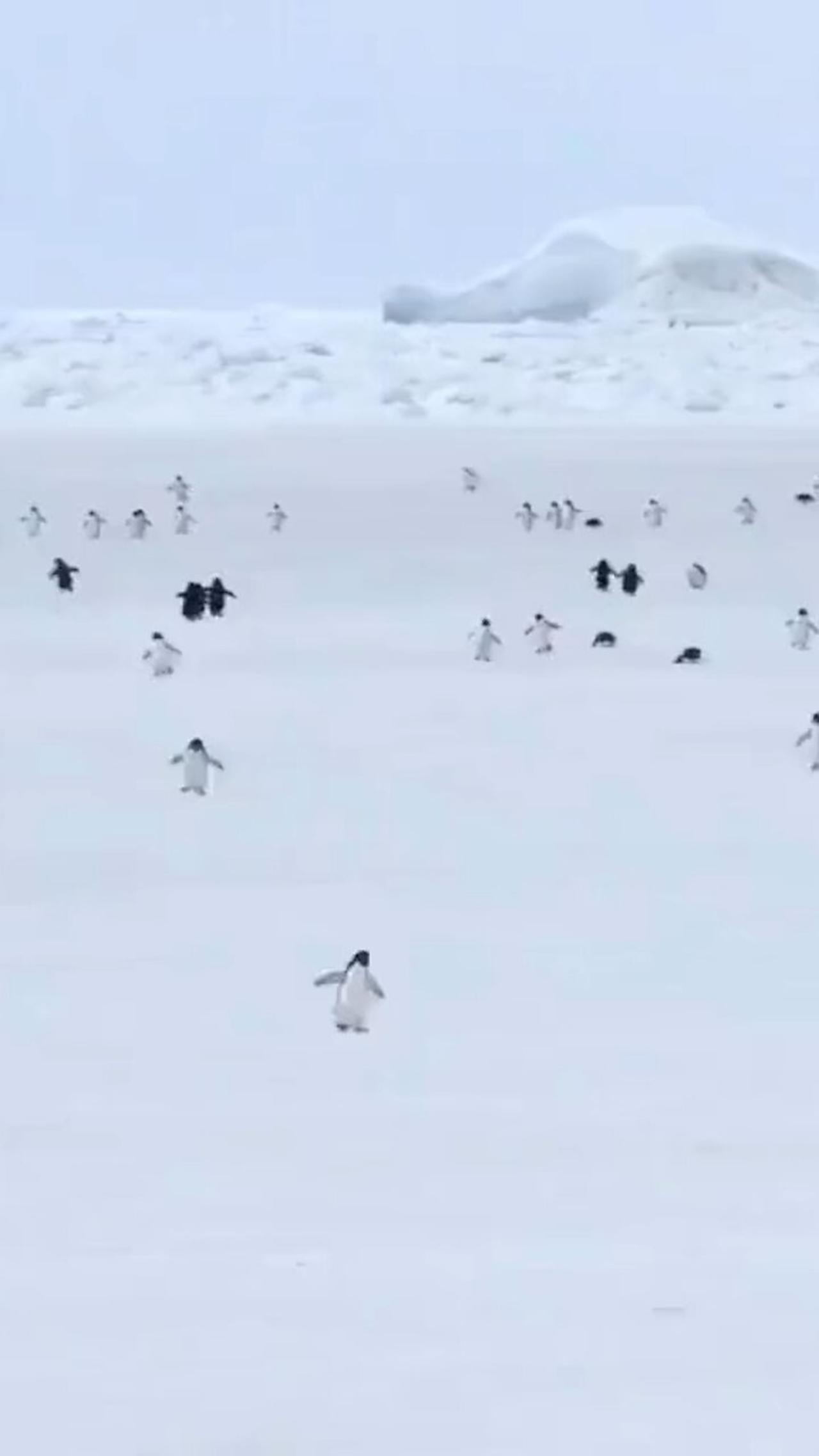Very silly penguins funny