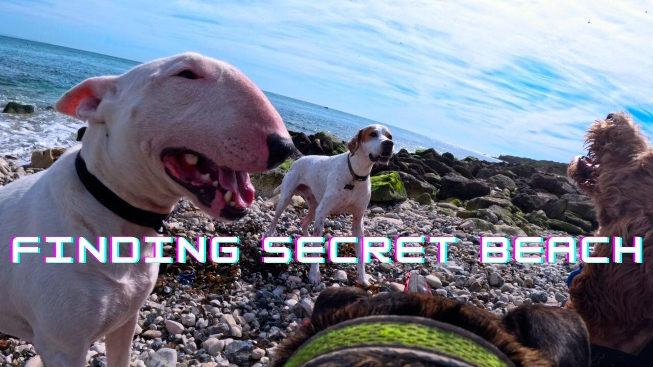 Pup Party on SECRET BEACH - Portland, Dorset - Virtual dog walk