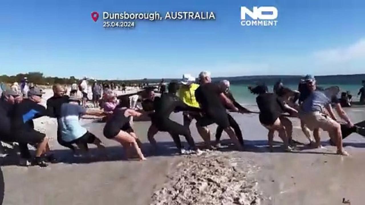 WATCH: Hundreds of whales beached on Australian coast