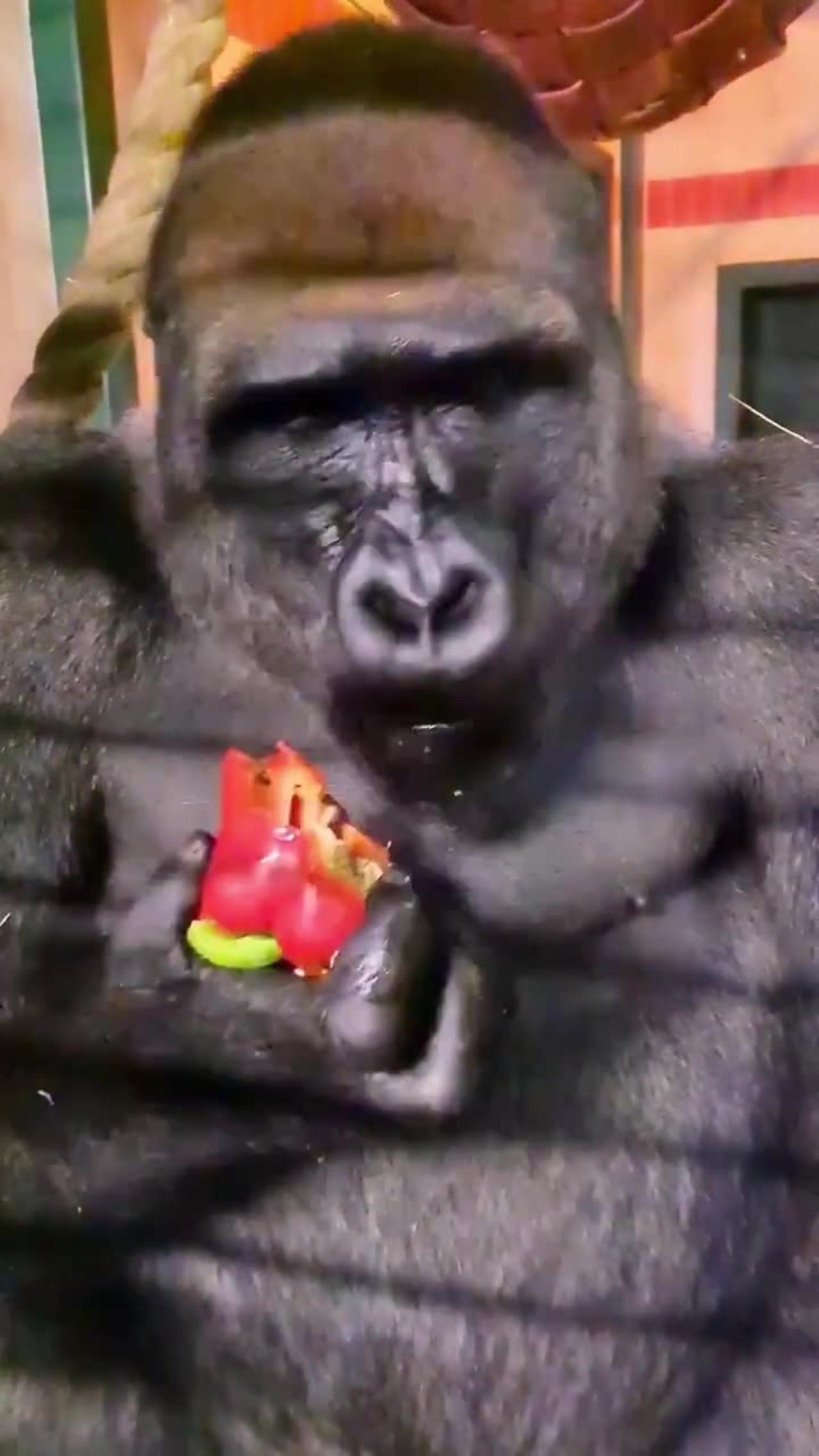 Listen to that crunch! #gorilla #asmr #eating #satisfying
