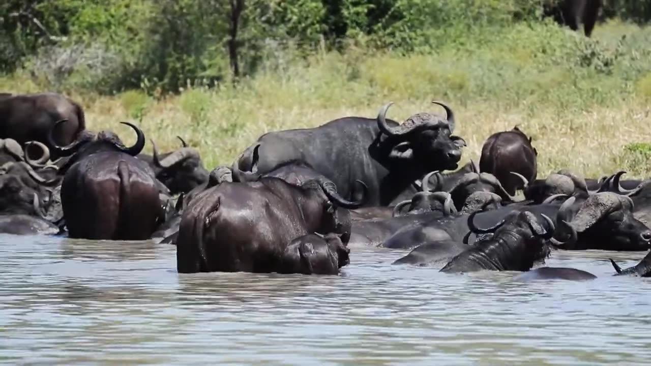 Buffalo in Water | Animal Videos