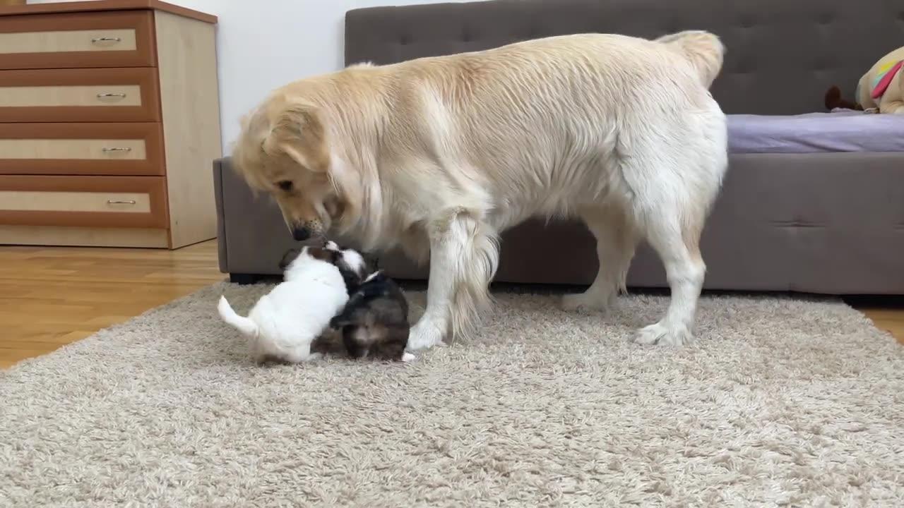 Golden Retriever Meets Adorable Puppies for the First Time