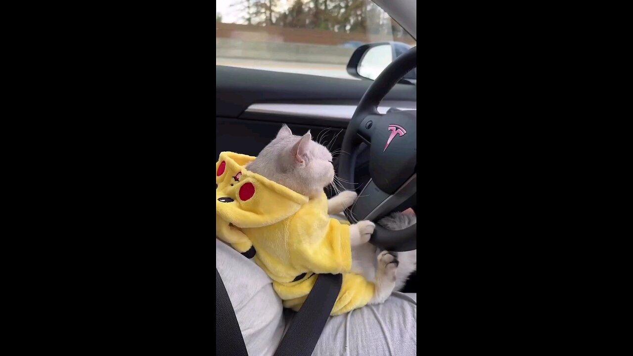cat driving Tesla 😺