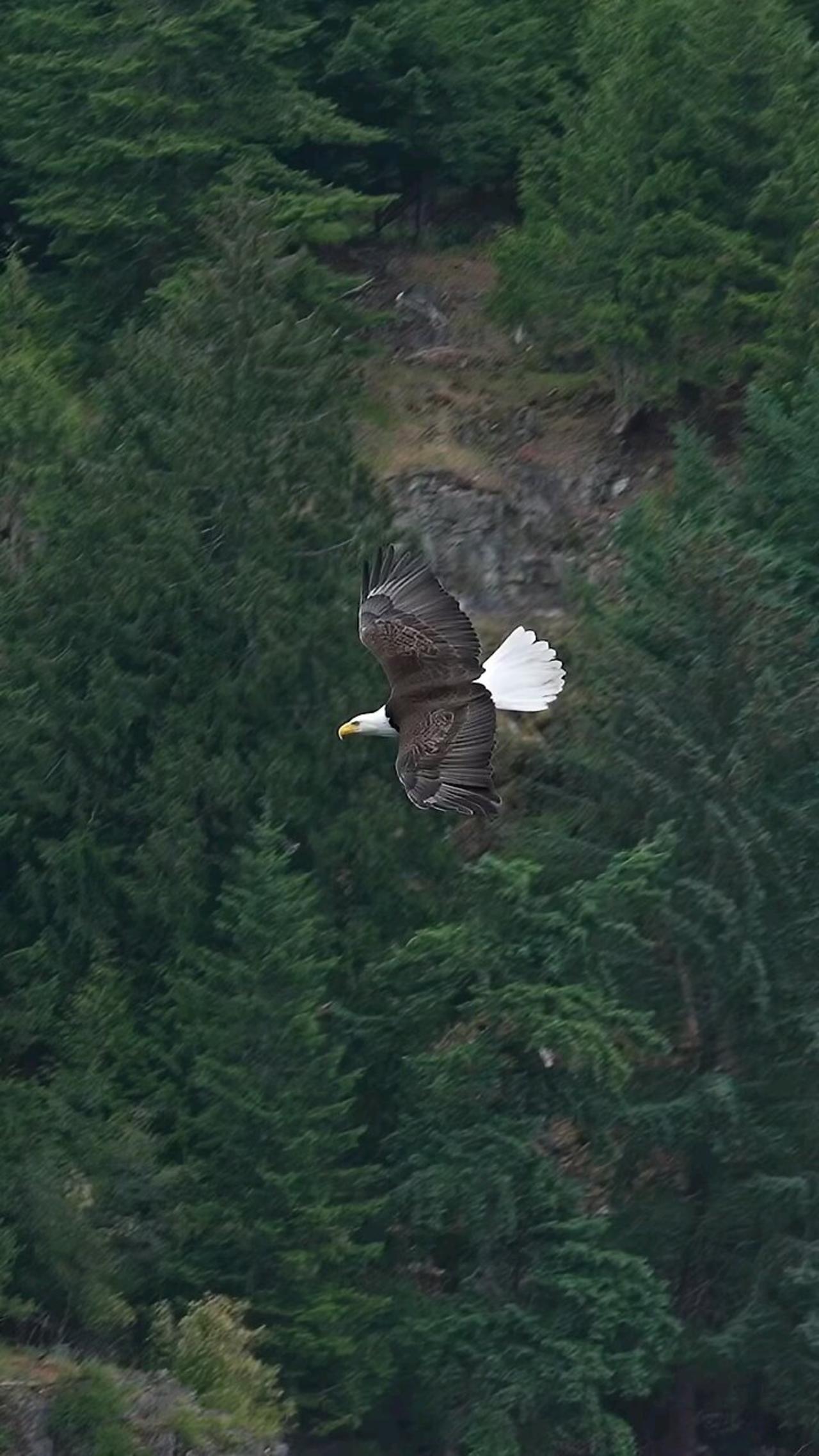 EAGLE catching a fish