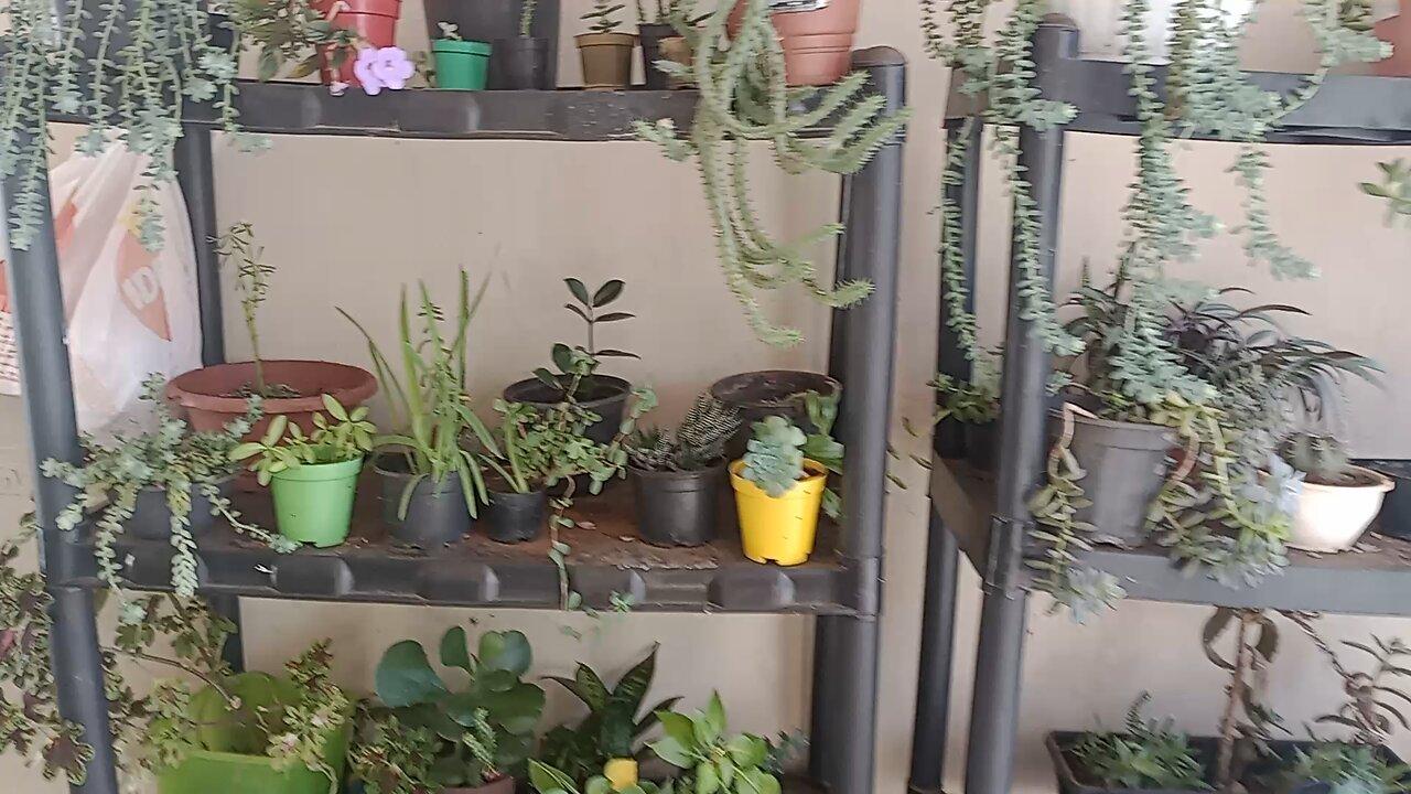 Today I'm showing my plants