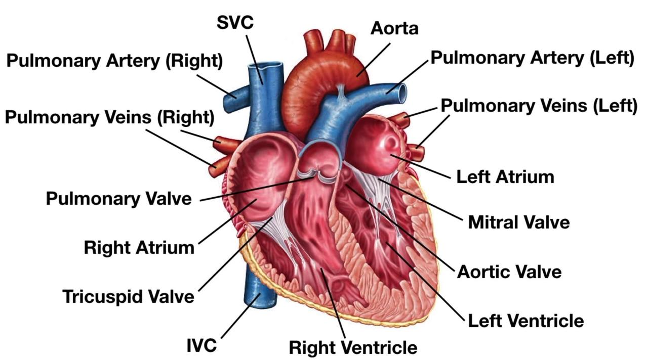 Anatomy of the Heart_ Structures and Blood Flow [Cardiology Made Easy]