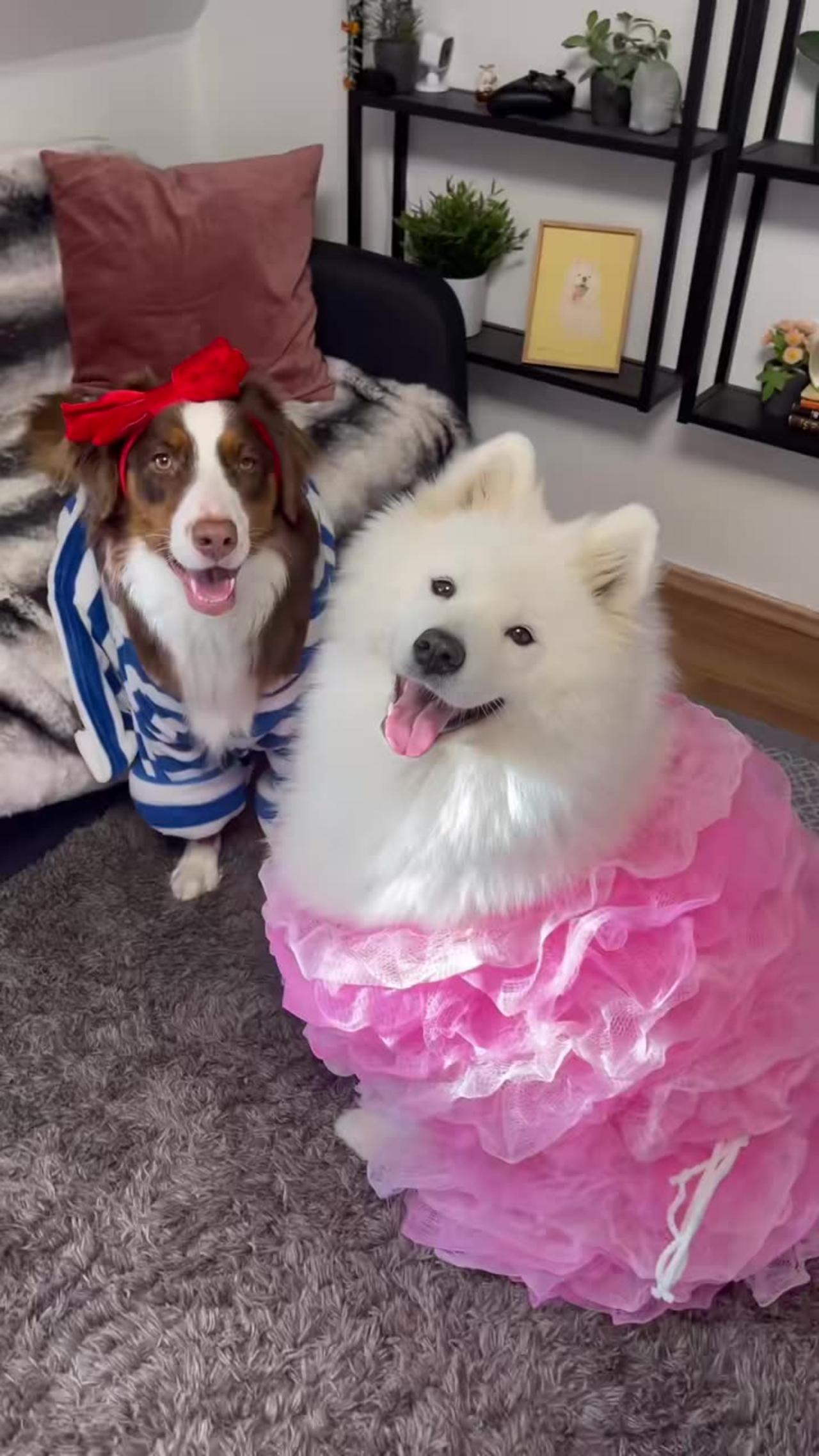My dogs Halloween
