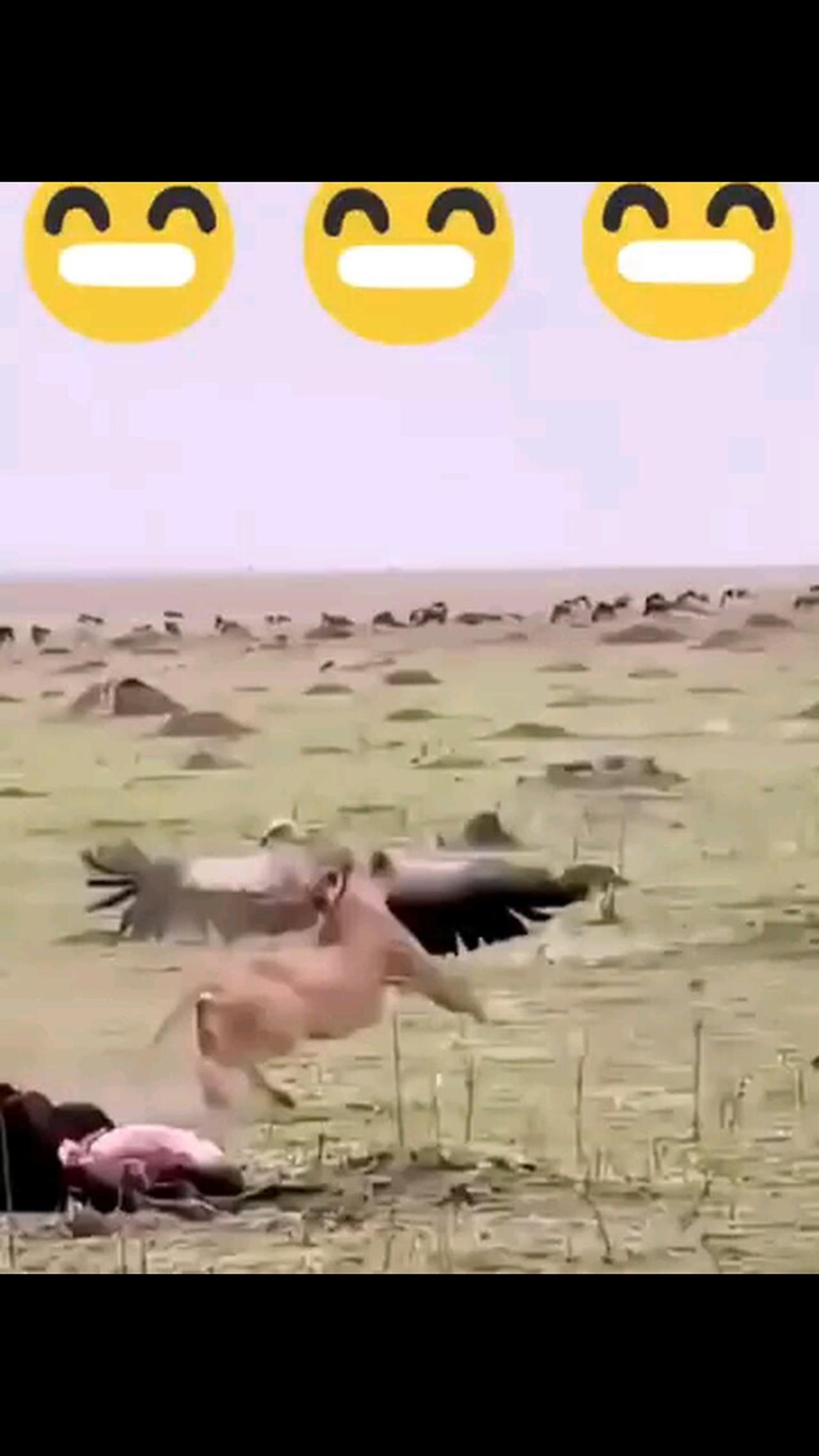 Funny Moments of Animals🤣🤣😂🤣🤣